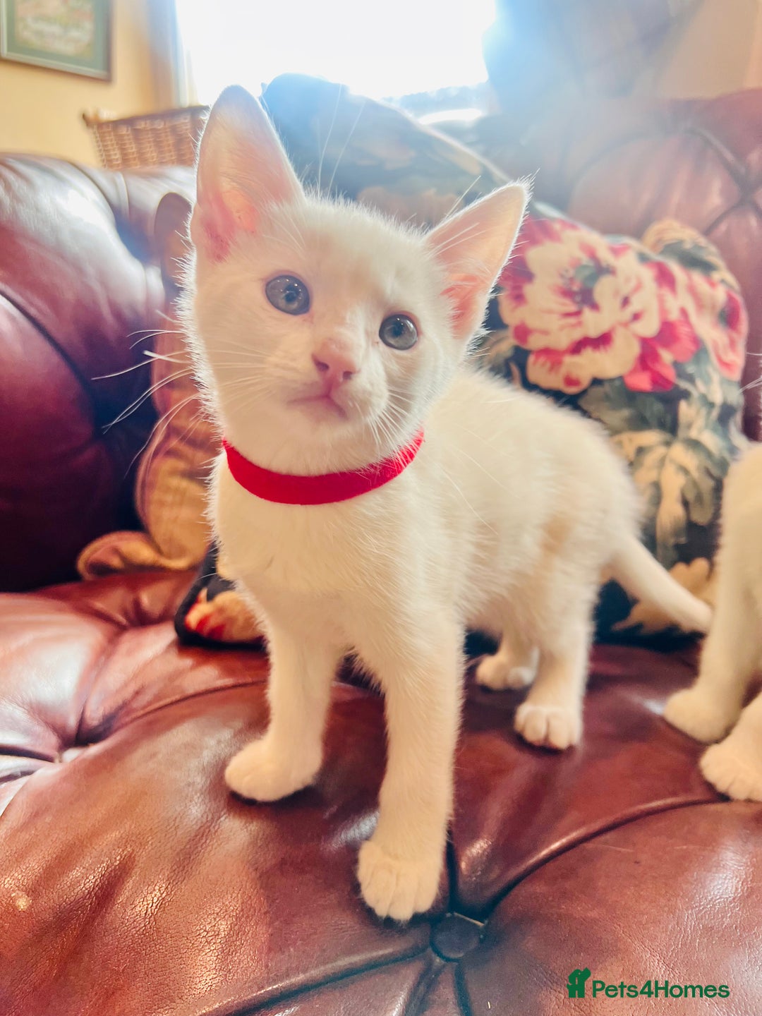 Mixed Breed cats for sale: *READY NOW* 3 Beautiful White Kittens - Image 7