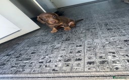 Miniature Dachshund dogs for sale: Last boy(Miniature Dachshunds)  - Image 9