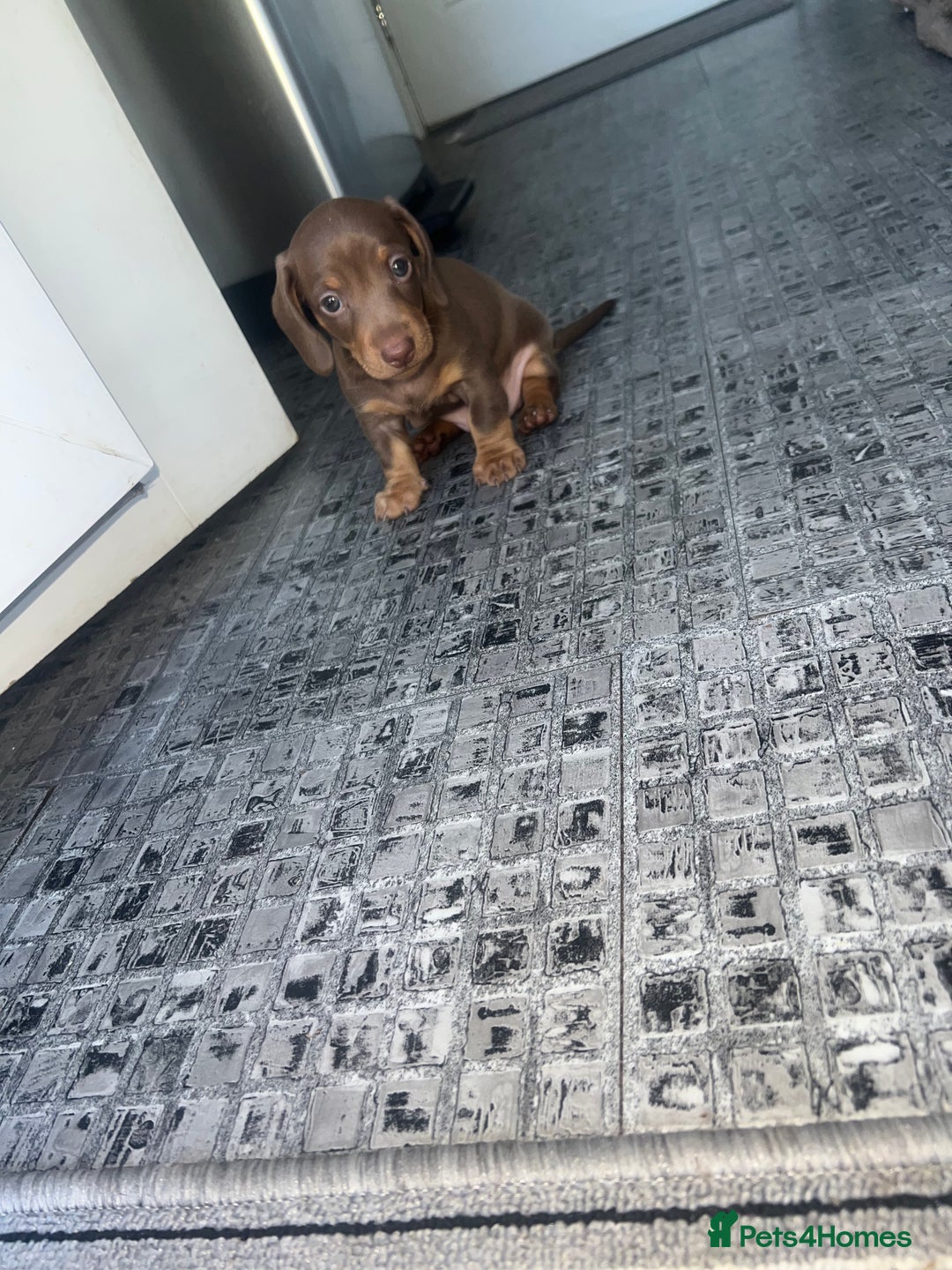 Miniature Dachshund dogs for sale: Last boy(Miniature Dachshunds)  - Image 9