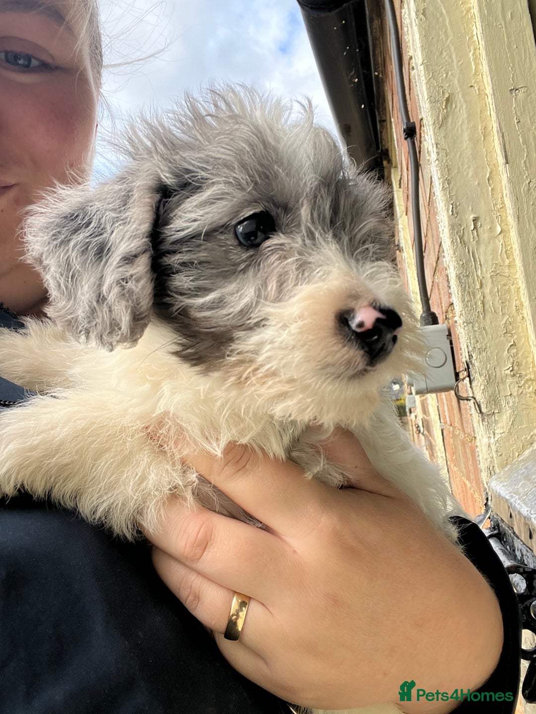 Jackapoo dogs for sale: Beautiful Jackapoo Puppies, READY NOW - Image 6