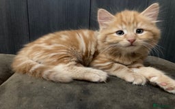 Mixed Breed cats for sale: Lovely kitten for sale  - Image 8