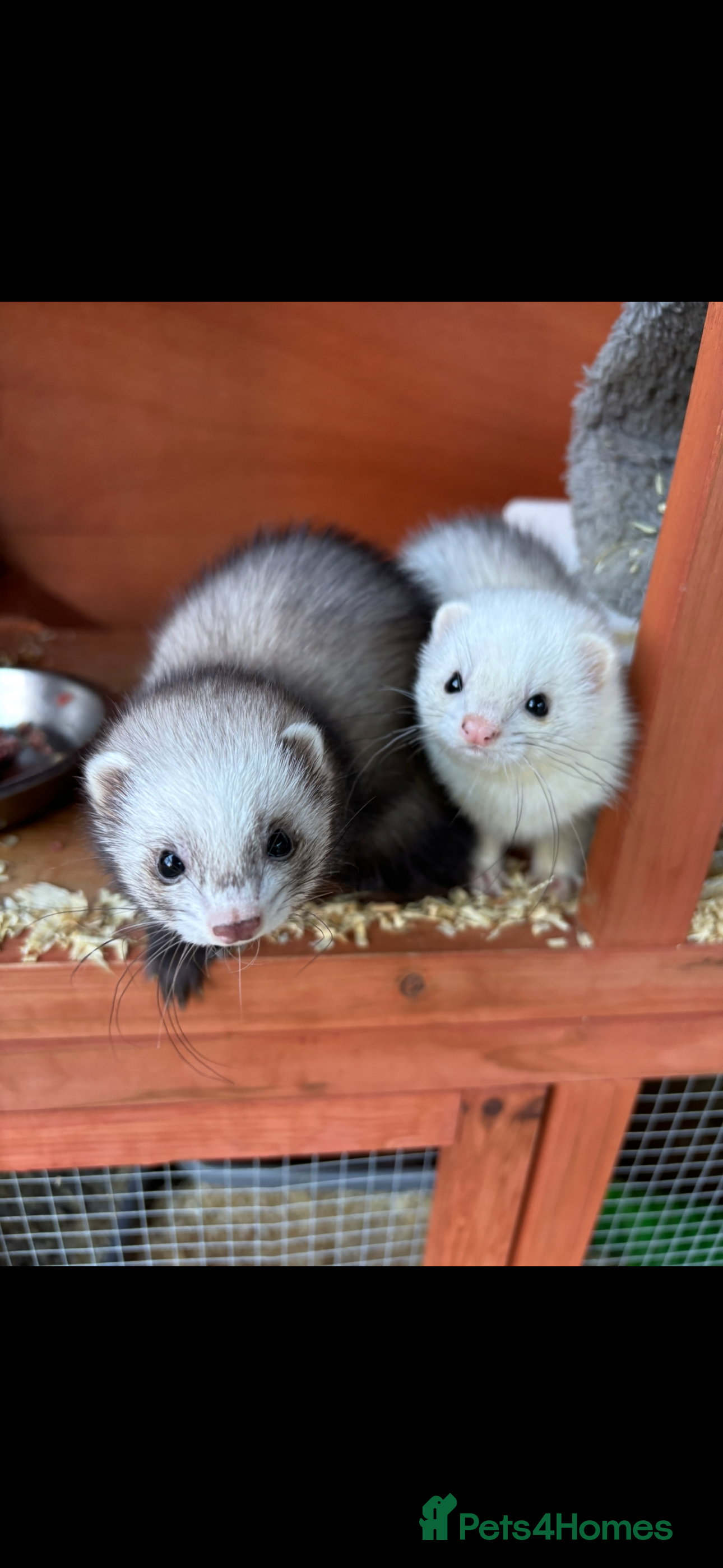 Ferret rodents 2 male micro ferrets - entire - Advert 1