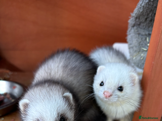 Ferret rodents 2 male micro ferrets - entire - Advert 1