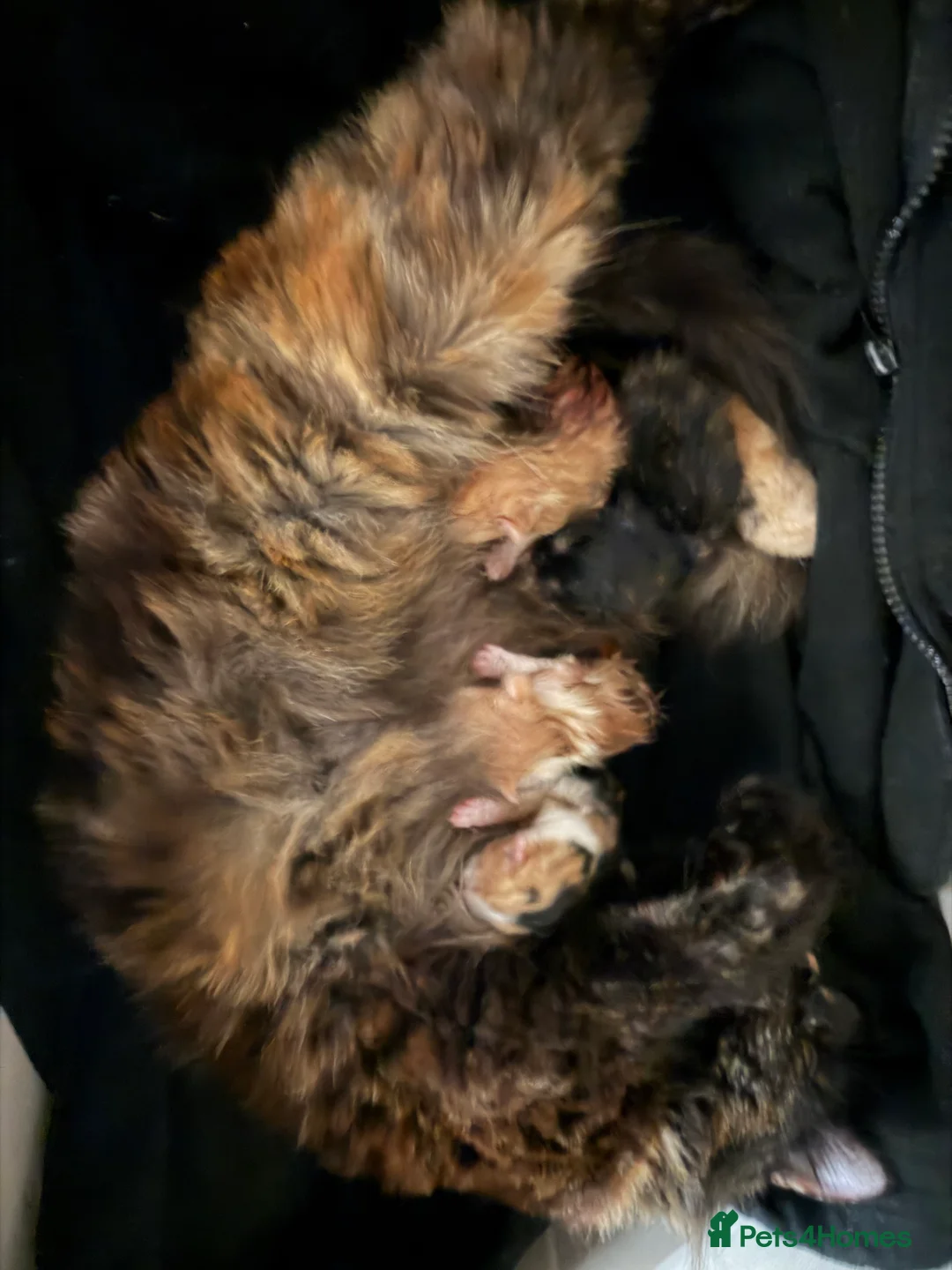 Mixed Breed cats for sale: Kittens ready for their forever homes  - Advert 2