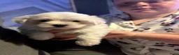 Maltese dogs for sale: Little Snowflakes with Personalities of Their Own in Lincoln - Advert 4