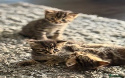 Mixed Breed cats for sale: Kittens looking for forever home  - Image 9