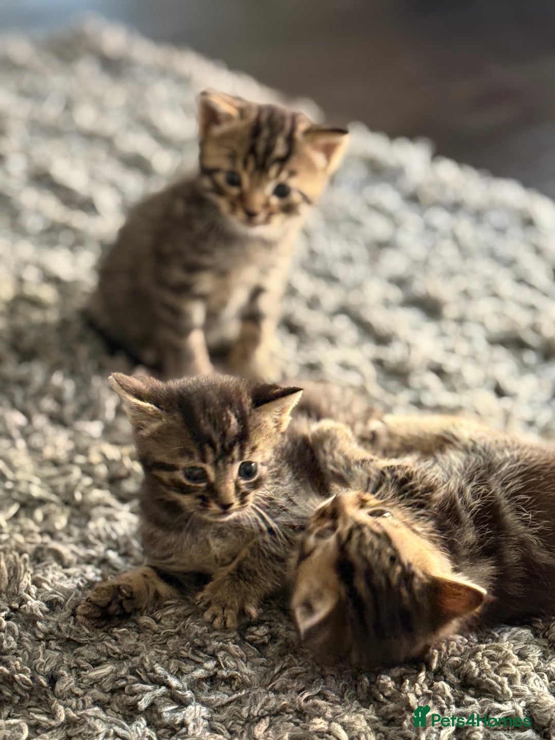 Mixed Breed cats for sale: Kittens looking for forever home  - Image 9