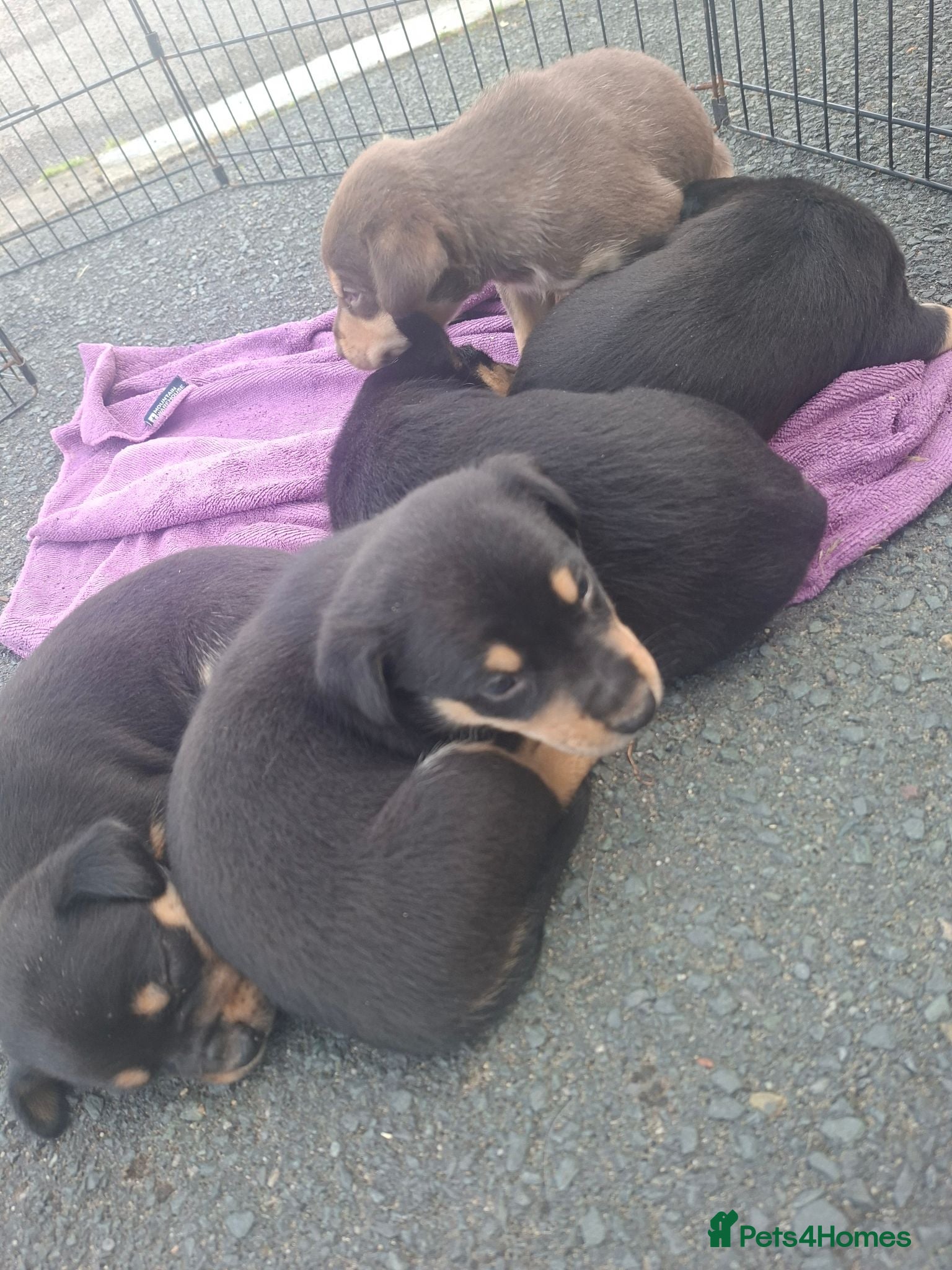 Australian Kelpie dogs Stunning Farm Breed Kelpies - Advert 2