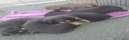 Australian Kelpie dogs for sale: Stunning Farm Breed Kelpies in Colne - Advert 2