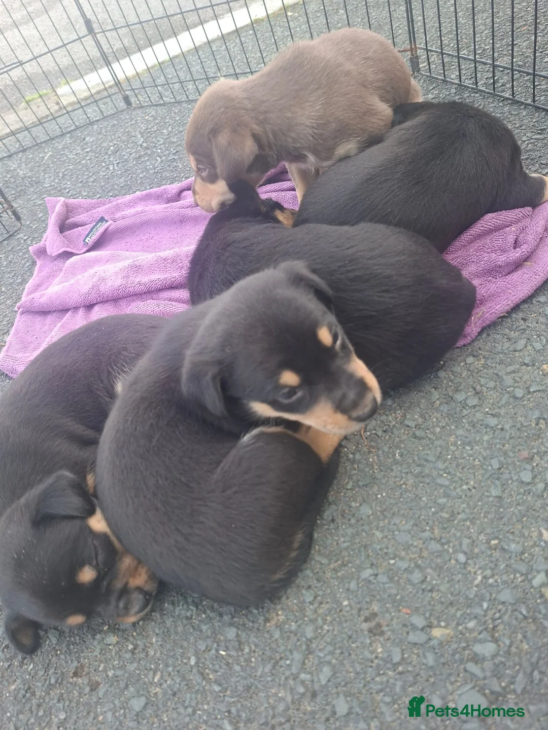 Australian Kelpie dogs for sale: Stunning Farm Breed Kelpies in Colne - Advert 2