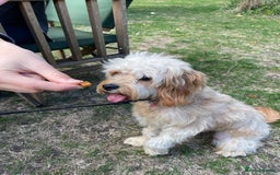 Cavapoo dogs for sale: One year old Female Spayed Apricot Cavapoo  - Image 8