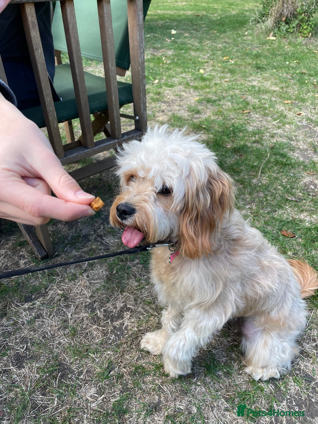 Cavapoo dogs for sale: One year old Female Spayed Apricot Cavapoo  - Image 8