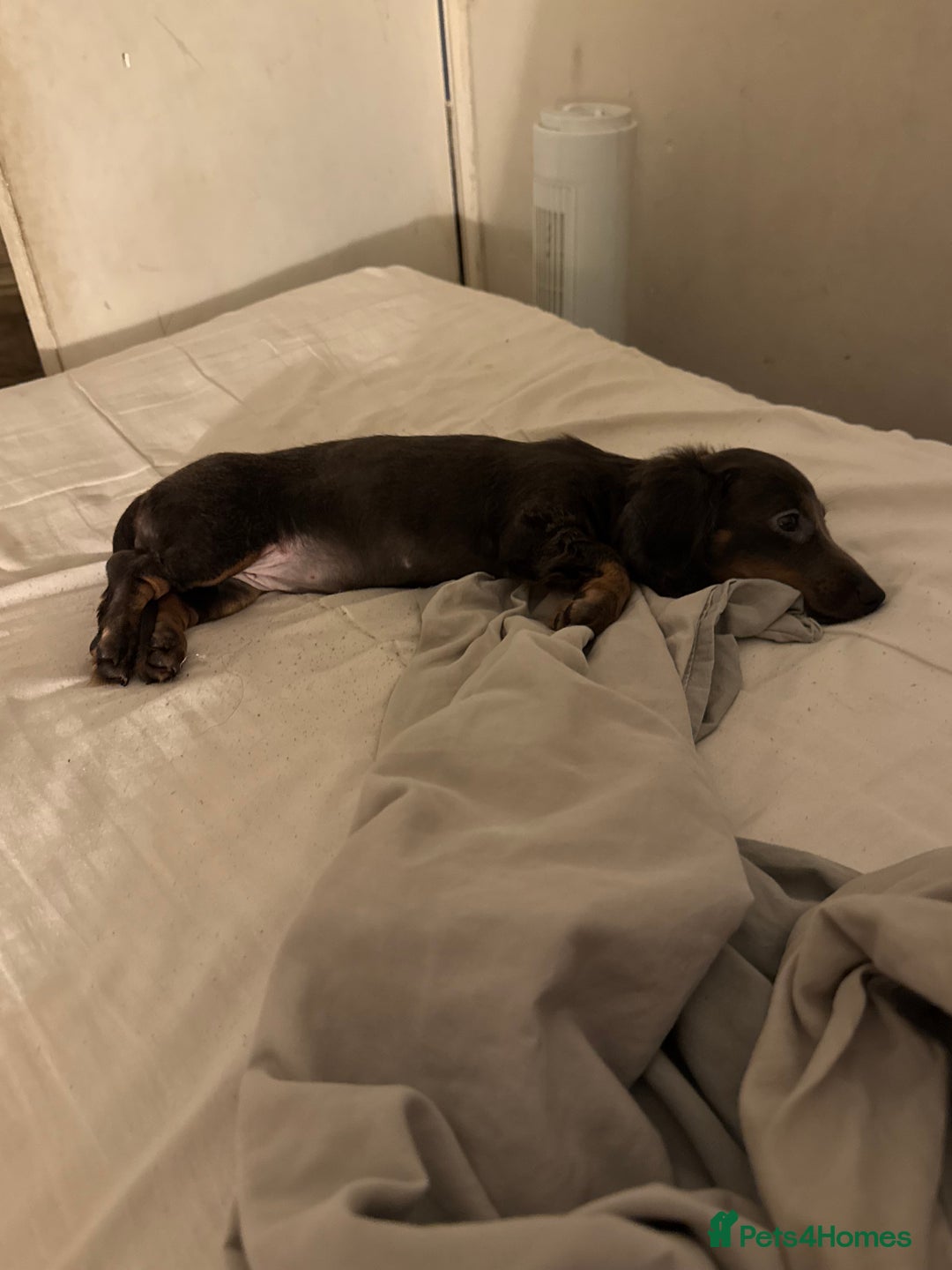 Miniature Dachshund dogs for sale: Kiki mini dash long hair  - Image 6