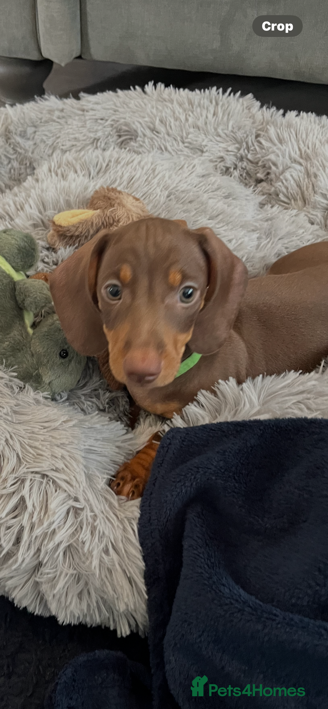 Miniature Dachshund dogs for sale: Miniature dachshund  - Image 1