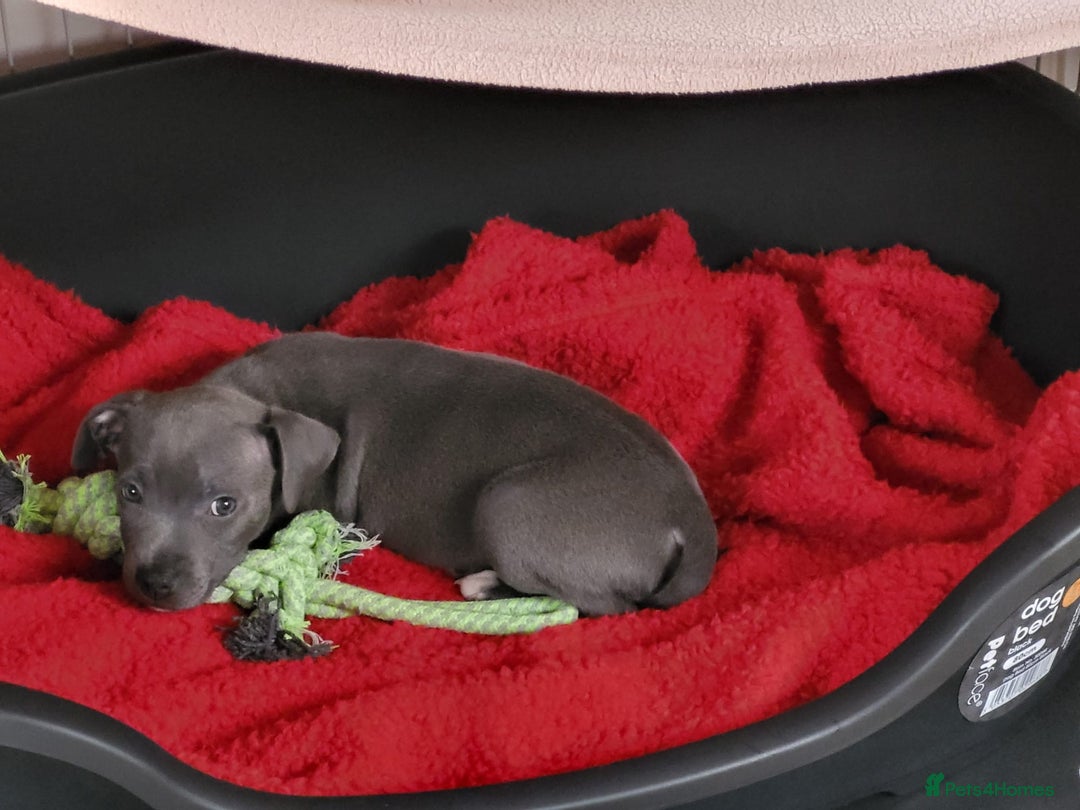Staffordshire Bull Terrier dogs for sale: Staffordshire bull terrier  - Image 10