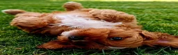 Cavapoo dogs for sale: Adorable F1 Cavapoo Puppies Available Now!!!!! - Advert 11