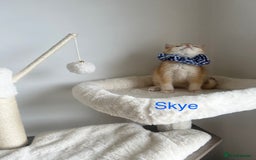 British Shorthair cats for sale: Rare NY12 British Shorthair Kittens  - Image 8