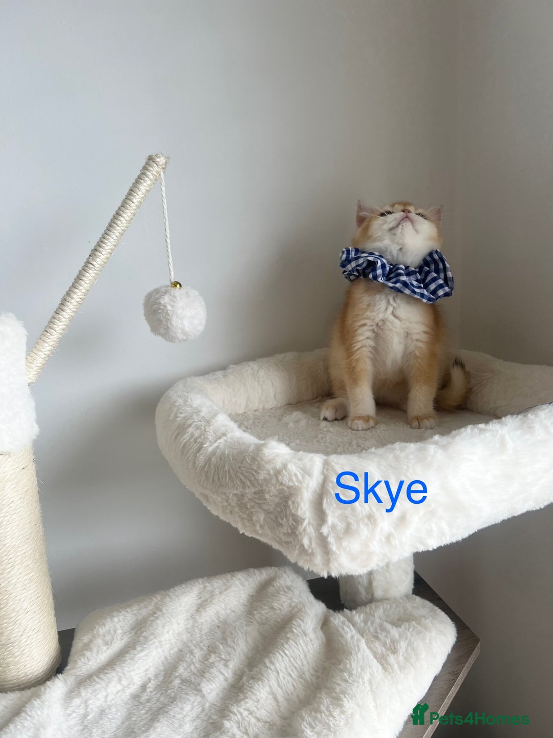 British Shorthair cats for sale: Rare NY12 British Shorthair Kittens  - Image 8