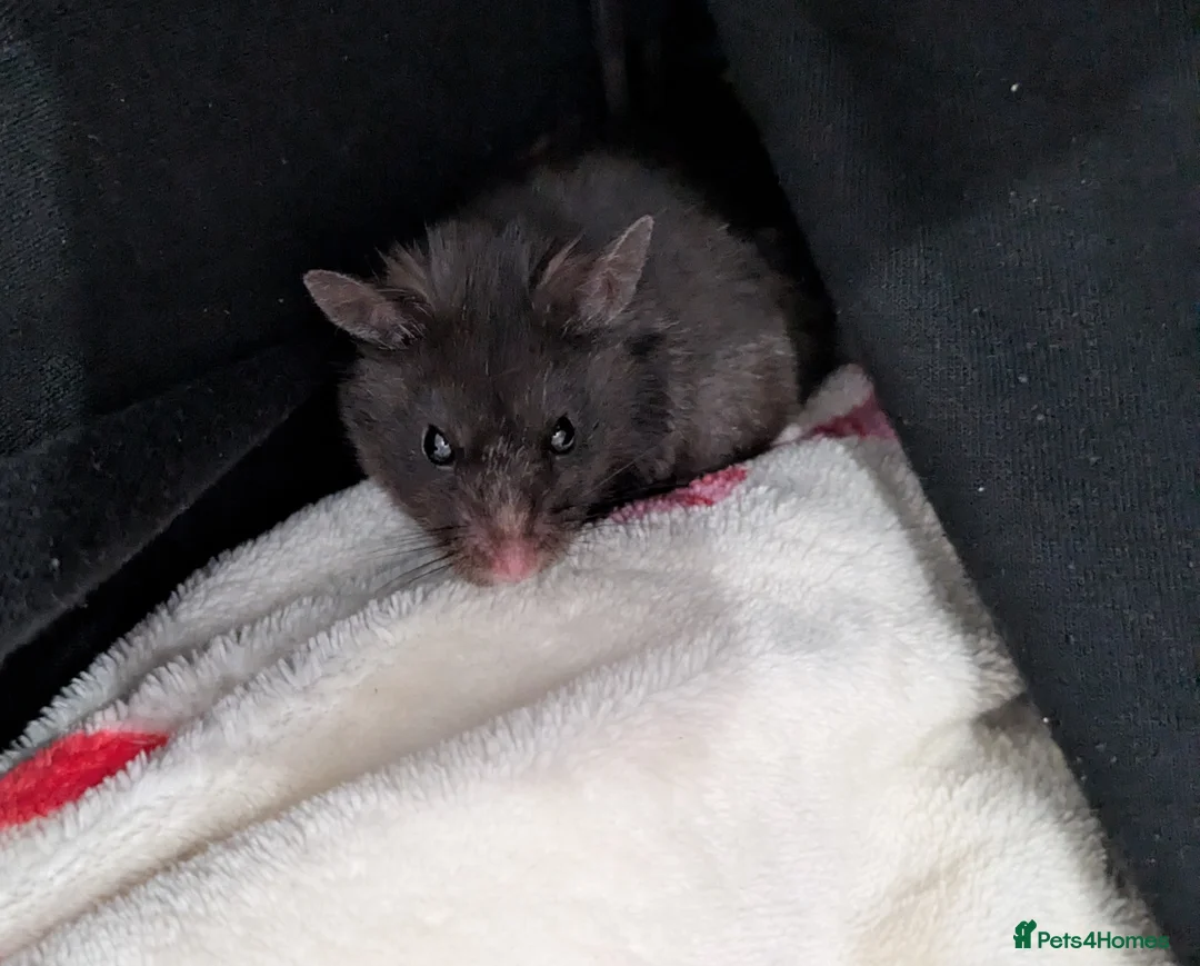 Hamster rodents for sale: Sweet Male Syrian Hamster - Advert 2