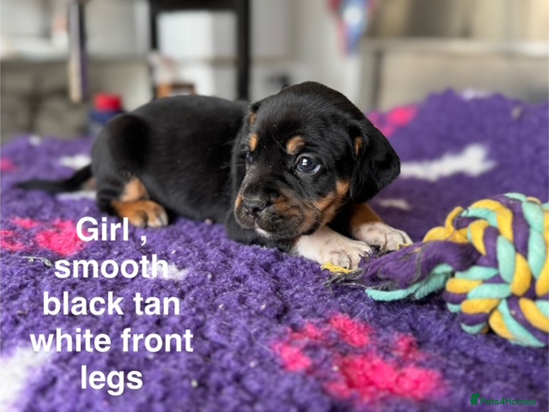Mixed Breed dogs for sale: French Bulldog x English springer spaniel pups  - Image 5