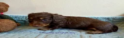 Miniature Dachshund dogs for sale: Four Beautiful Miniature Dachshund Puppies - Advert 17