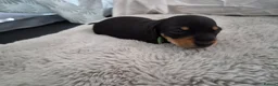 Miniature Dachshund dogs for sale: 3 beautiful male miniature daschunds avaliabke in Plymouth - Advert 6