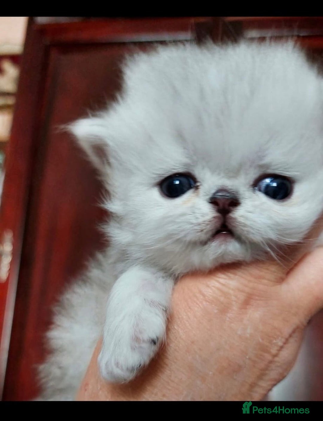 Persian cats for sale: Italian Persian chinchilla kittens♥️🐾 - Image 21