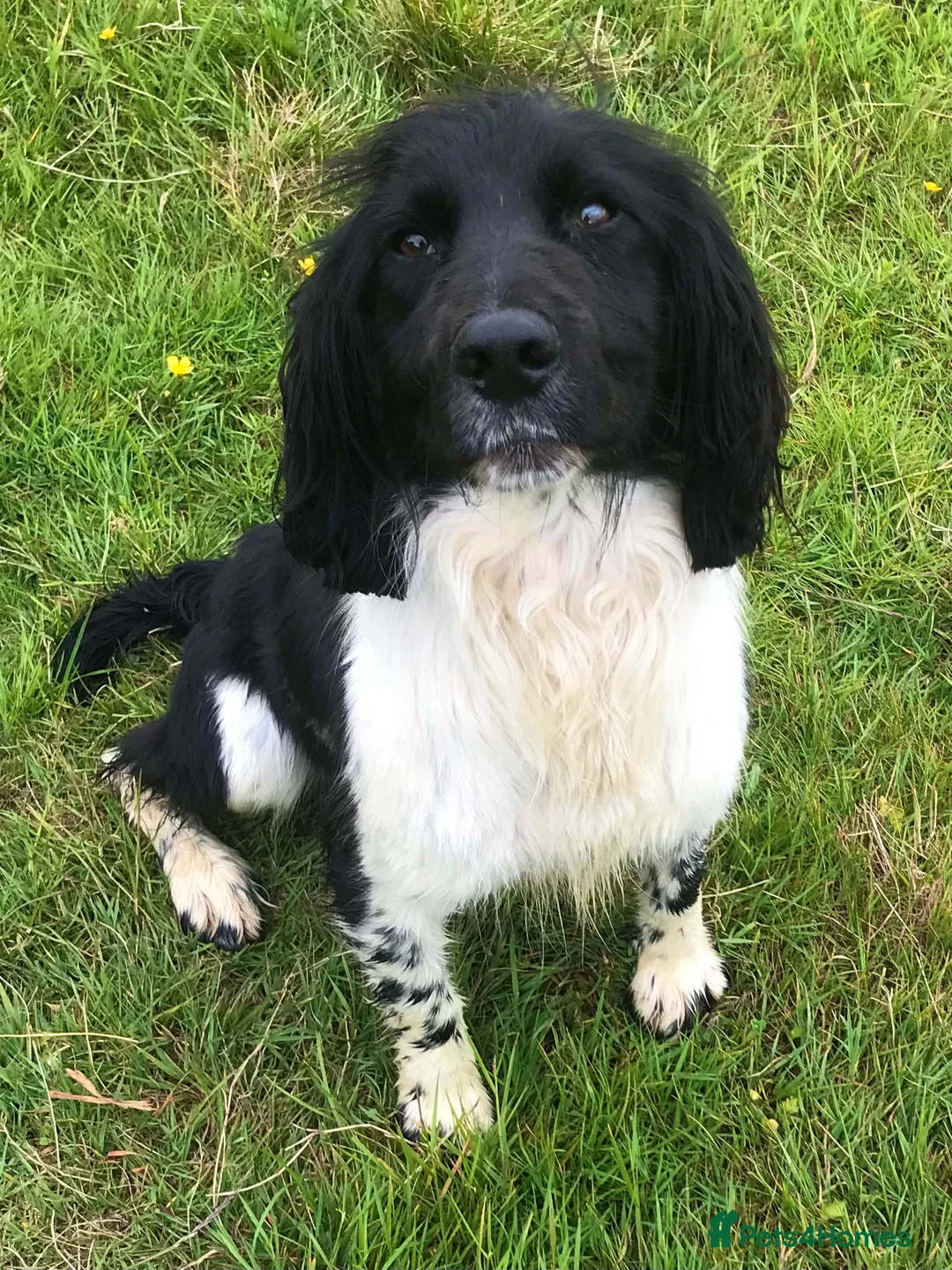 English Springer Spaniel dogs for stud: HEALTH TESTED FTCH bred springers for stud - Advert 5