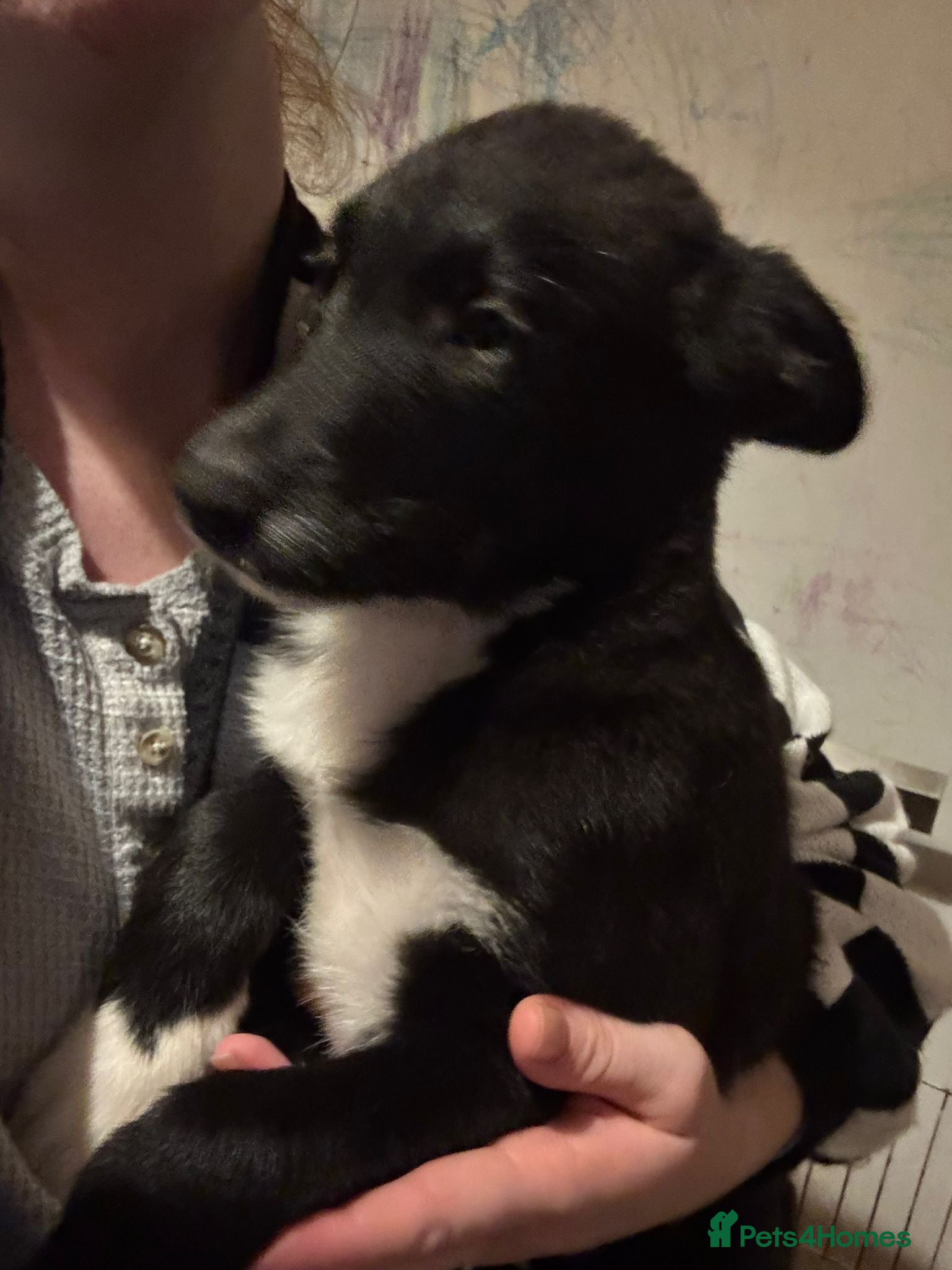 Mixed Breed dogs Eve darling  - Advert 3