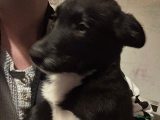 Alaskan Malamute dogs - Advert 1