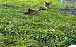 German Shepherd dogs for sale: Belgian Malinois  - Image 11