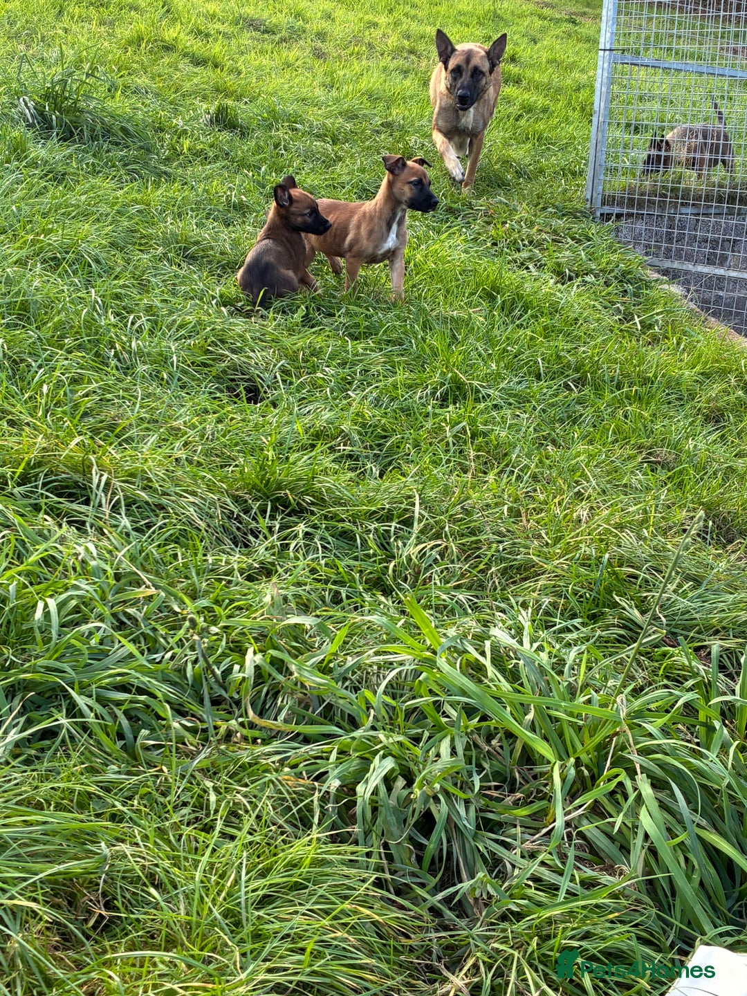 German Shepherd dogs for sale: Belgian Malinois  - Image 11