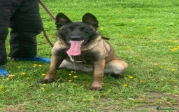 Belgian Shepherd Dog dogs for sale: Female Belgian malinois for sale - Advert 2