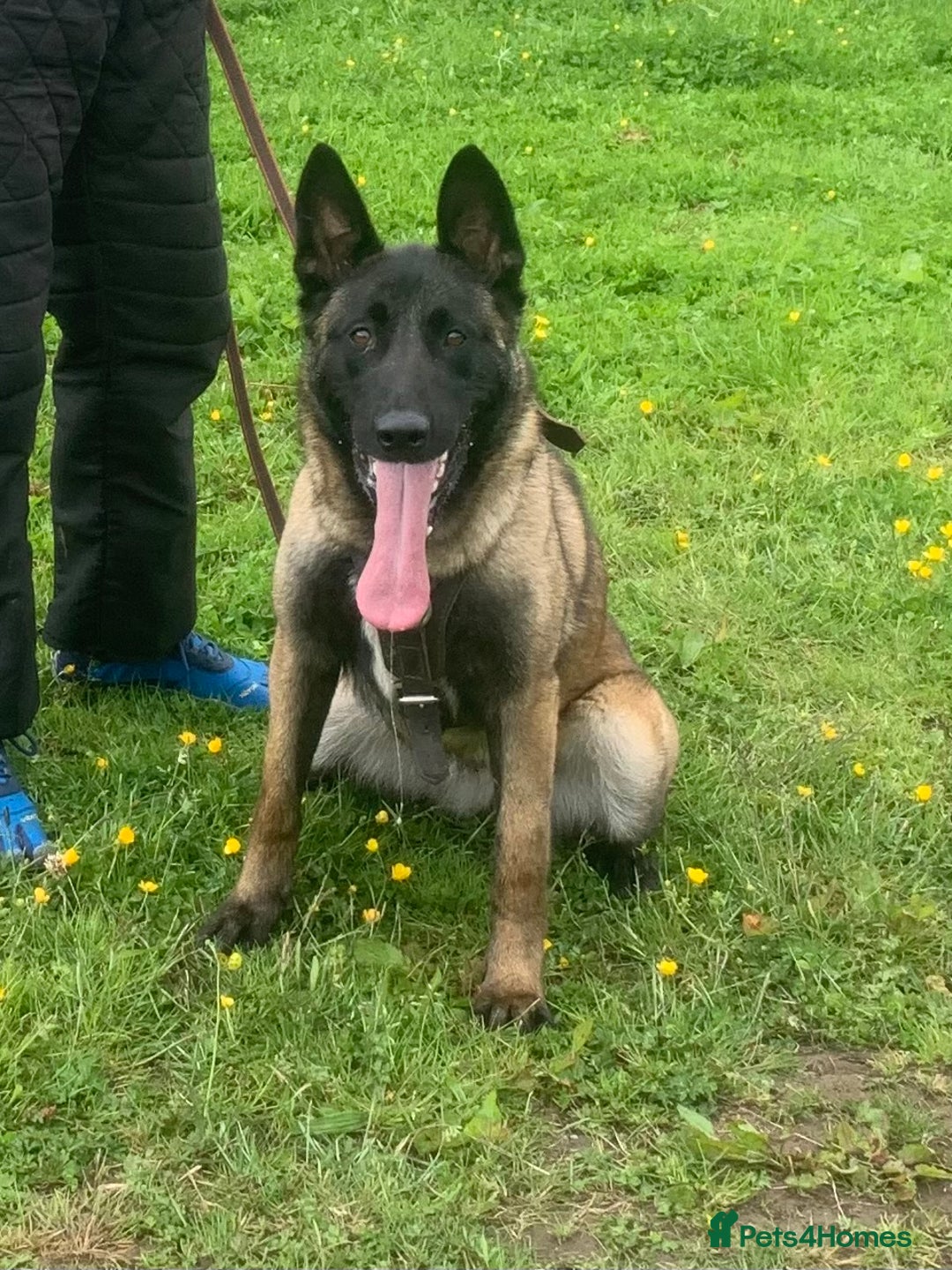 Belgian Shepherd Dog dogs for sale: Female Belgian malinois for sale - Advert 2