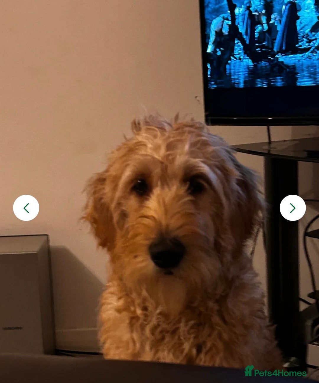 Labradoodle dogs for sale: Lola looking for a loving home - Advert 4