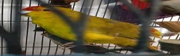 Parakeets birds for sale: Kakariki hens kakariki hens - Advert 6