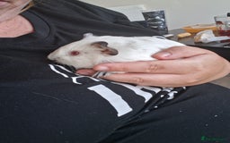 Mixed Breed rabbits for sale: Rabbits, guinea pigs and gerbil  - Image 7