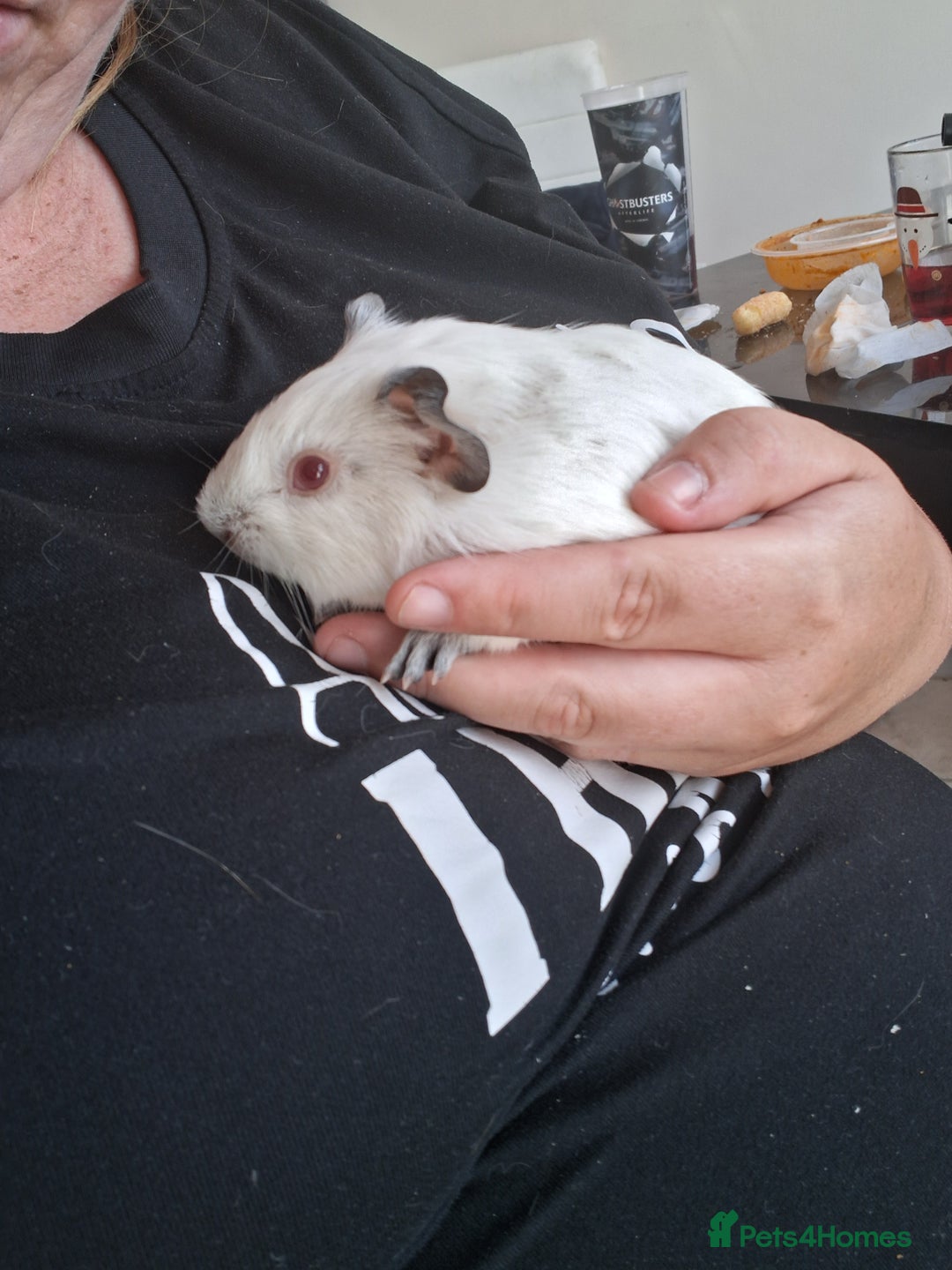 Mixed Breed rabbits for sale: Rabbits, guinea pigs and gerbil  - Image 7