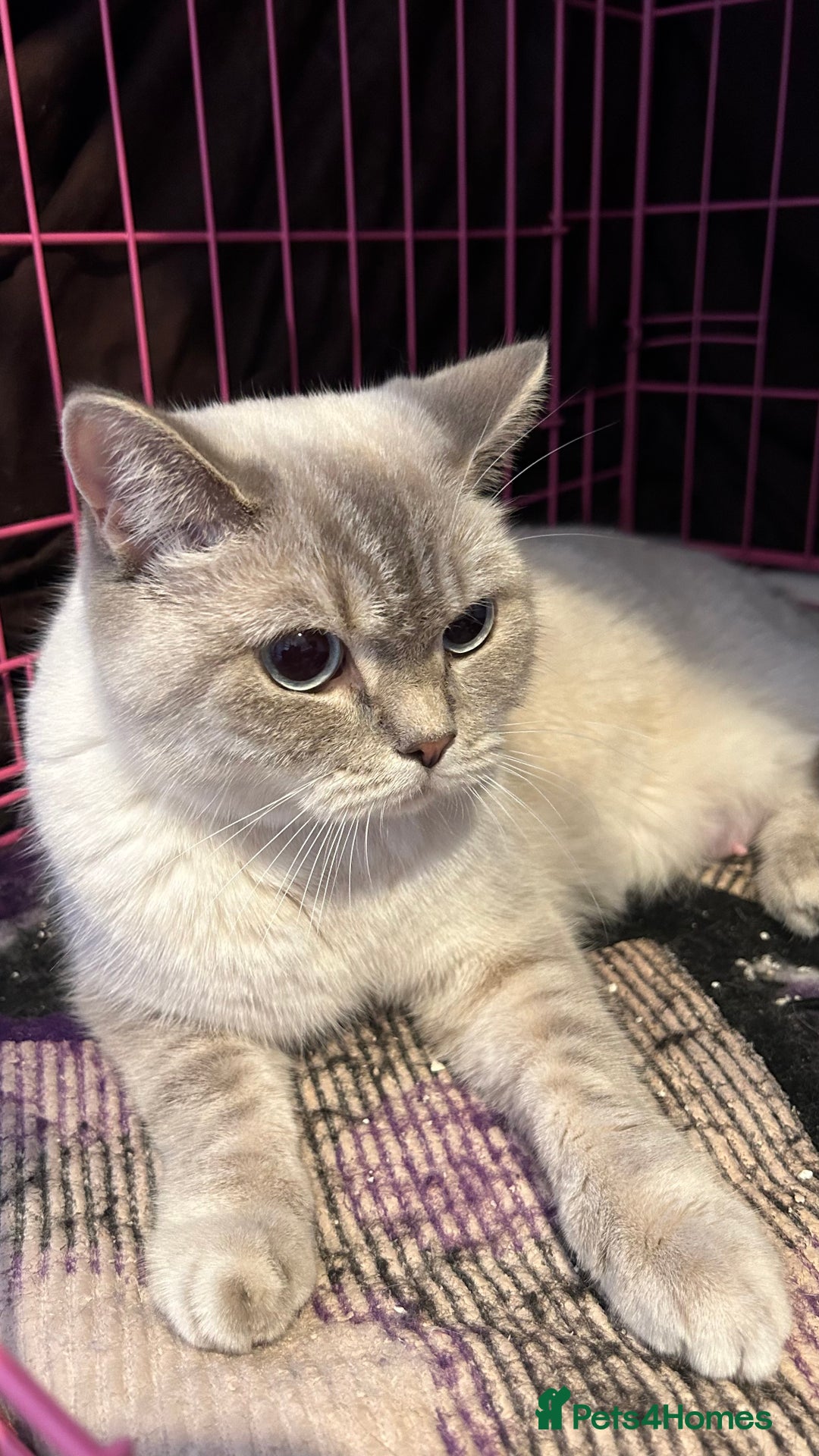 British Shorthair cats for sale: Beautiful British Shorthair kittens  - Advert 2