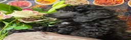 Standard Poodle dogs for sale: Rarely seen in UK - Moyen Poodle - Advert 7