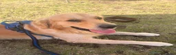 Golden Retriever dogs for stud: Golden retriever for stud - Advert 3