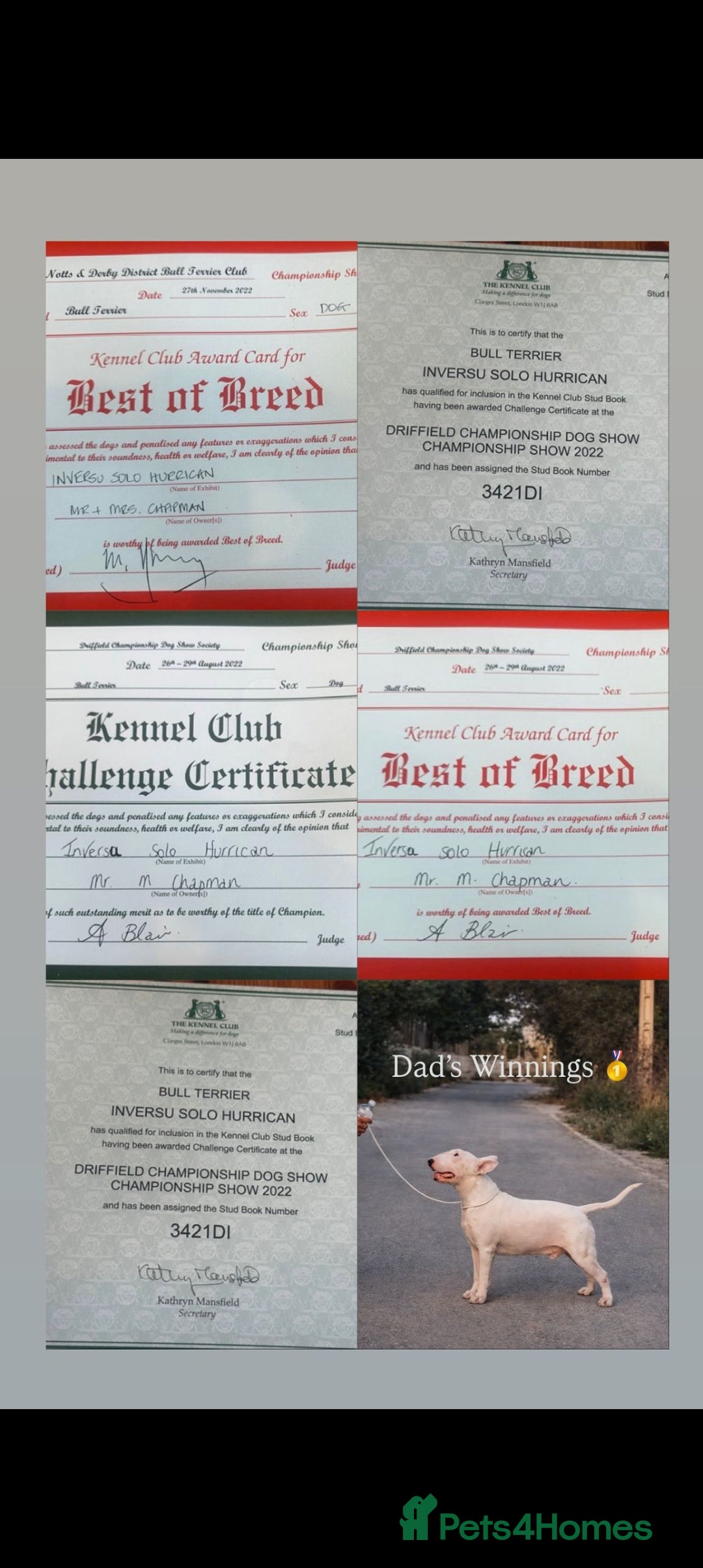 English Bull Terrier dogs for sale: English Bull terrier pups  - Advert 2