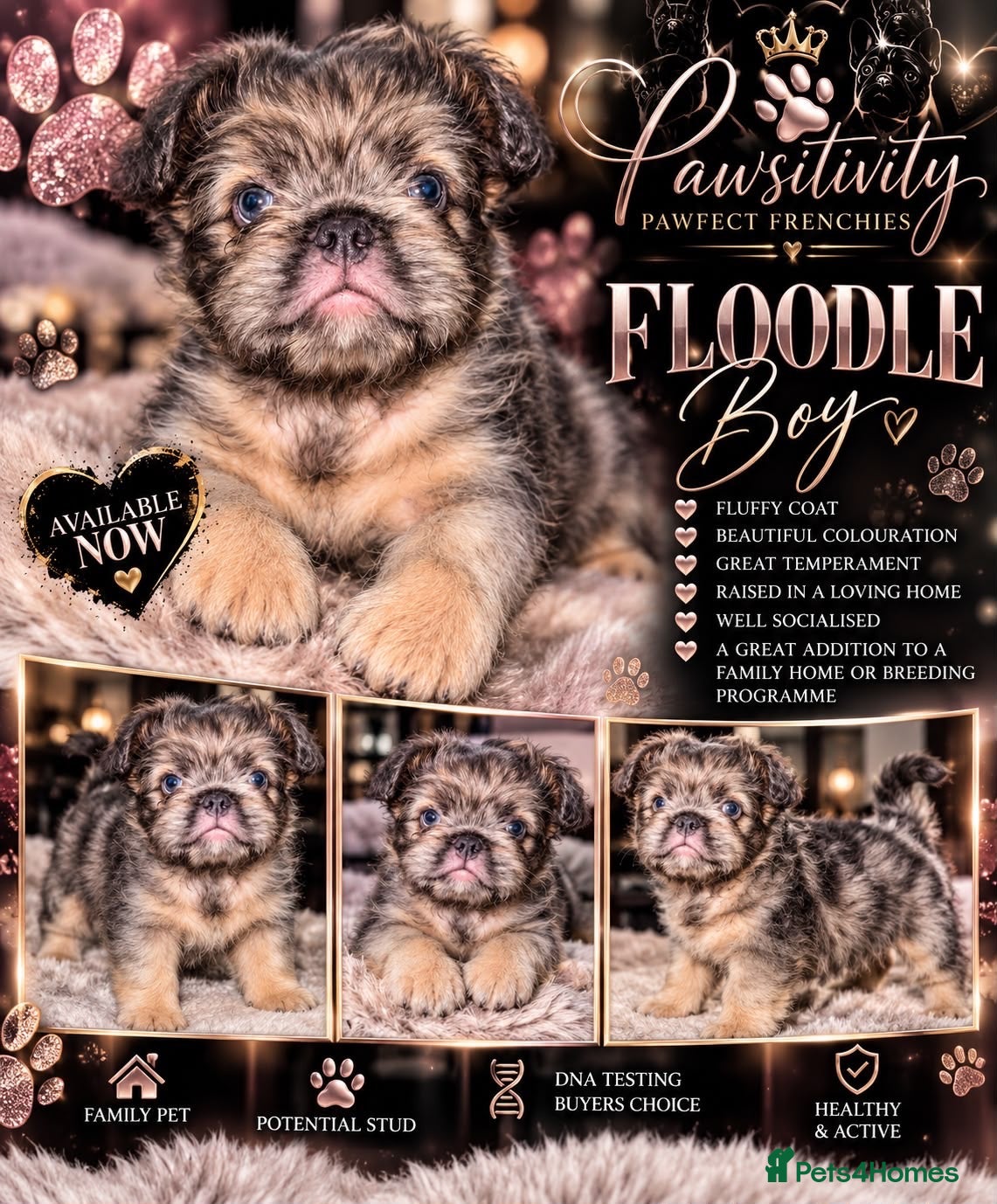 French Bulldog dogs REDUCED Fluffy floodle French bulldog  - Advert 13