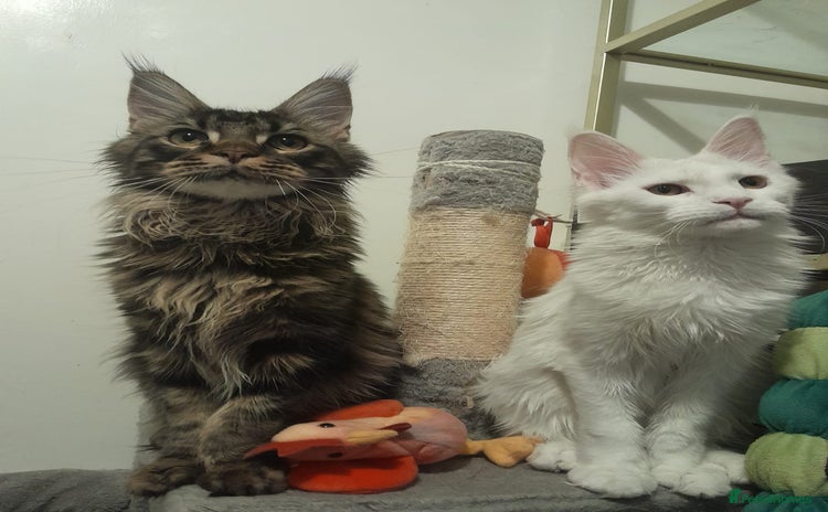Maine Coon cats - Advert 2