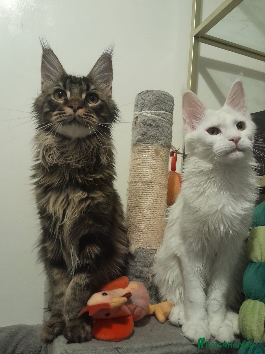 Maine Coon cats for sale: two girl with 5 pedigree maine coon - Advert 3