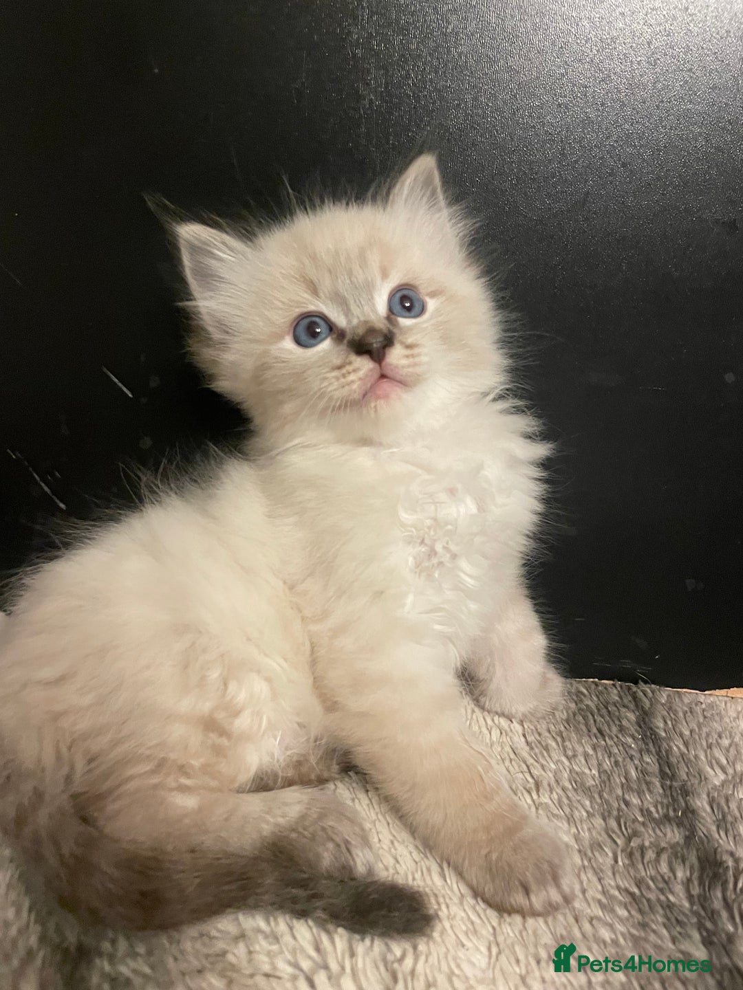 Ragdoll cats for sale: Lnyx male Ragdoll’s ready soon  - Advert 12