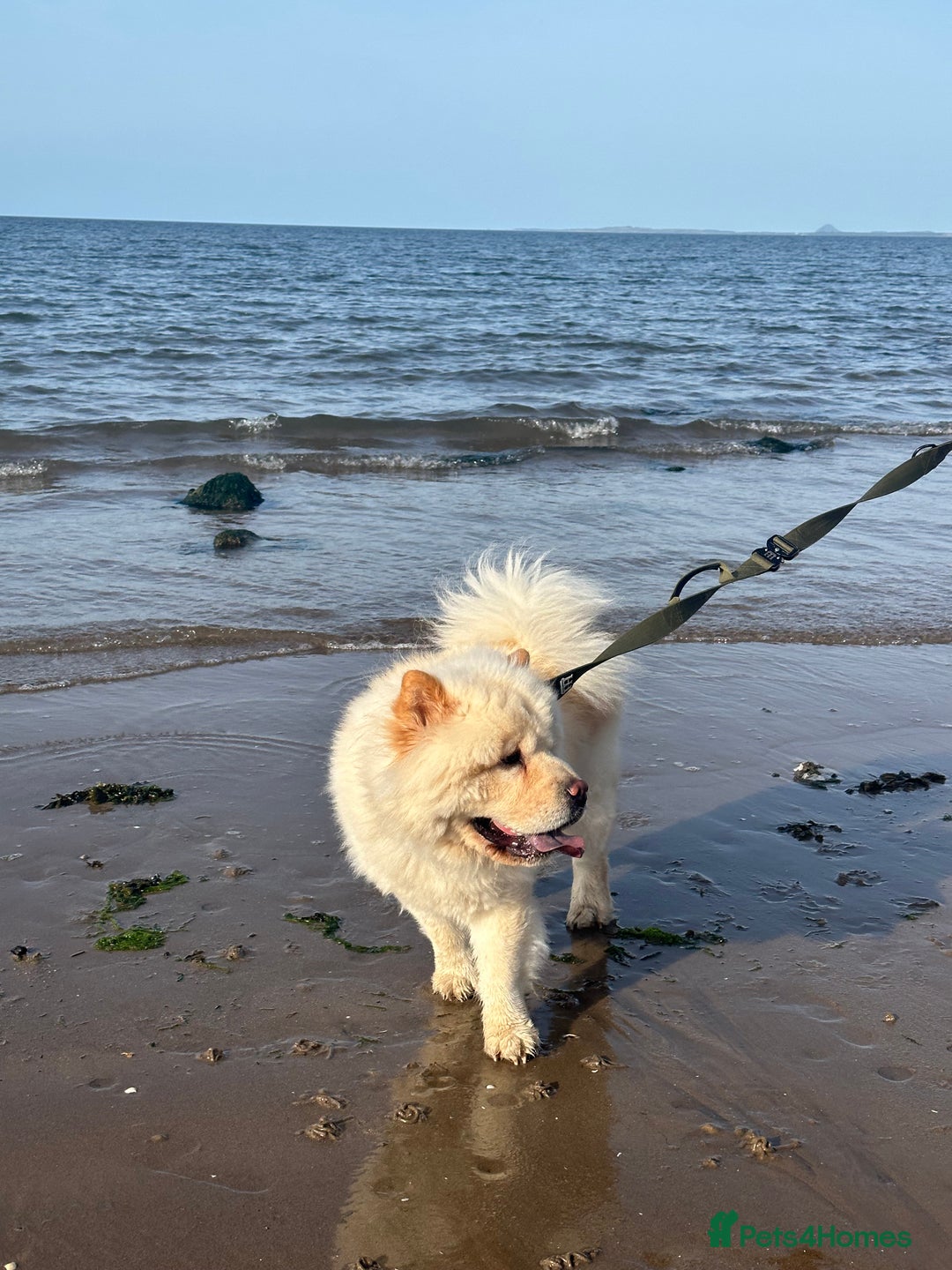 Chow Chow dogs for sale: ❤️ Heartbreaking Rehoming Chow Needs Forever Home  - Advert 7