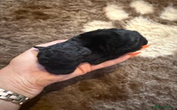 Toy Poodle dogs for sale: Pedigree Toy Poodle puppies, DNA tested parents - Image 12