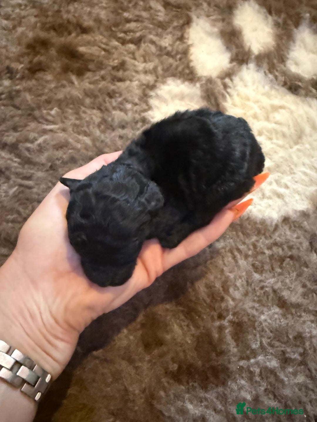Toy Poodle dogs for sale: Pedigree Toy Poodle puppies, DNA tested parents - Image 12