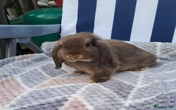 Mini Lop rabbits for sale: Mini lops boys ready to leave  - Image 15